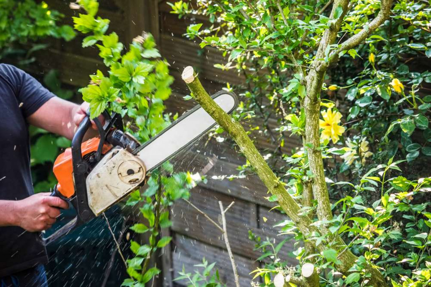 Tree Pruning Blue Landscaping & Construction
